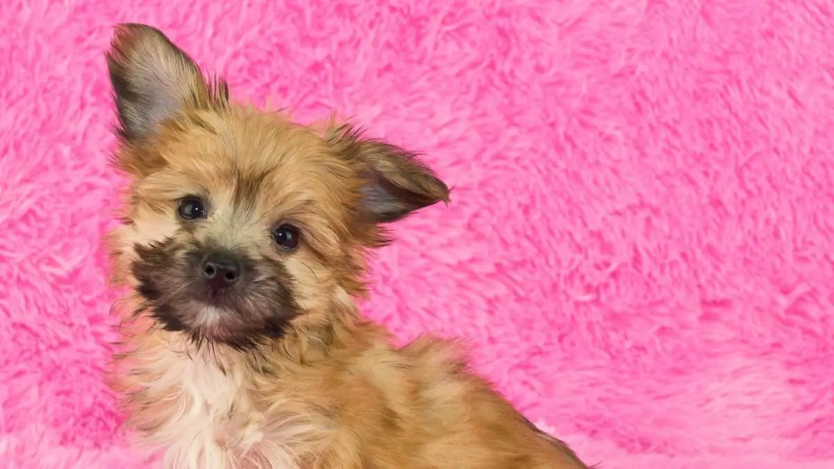 200 Best Yorkie Poo Names Female Yorkshire Terriers Can Have