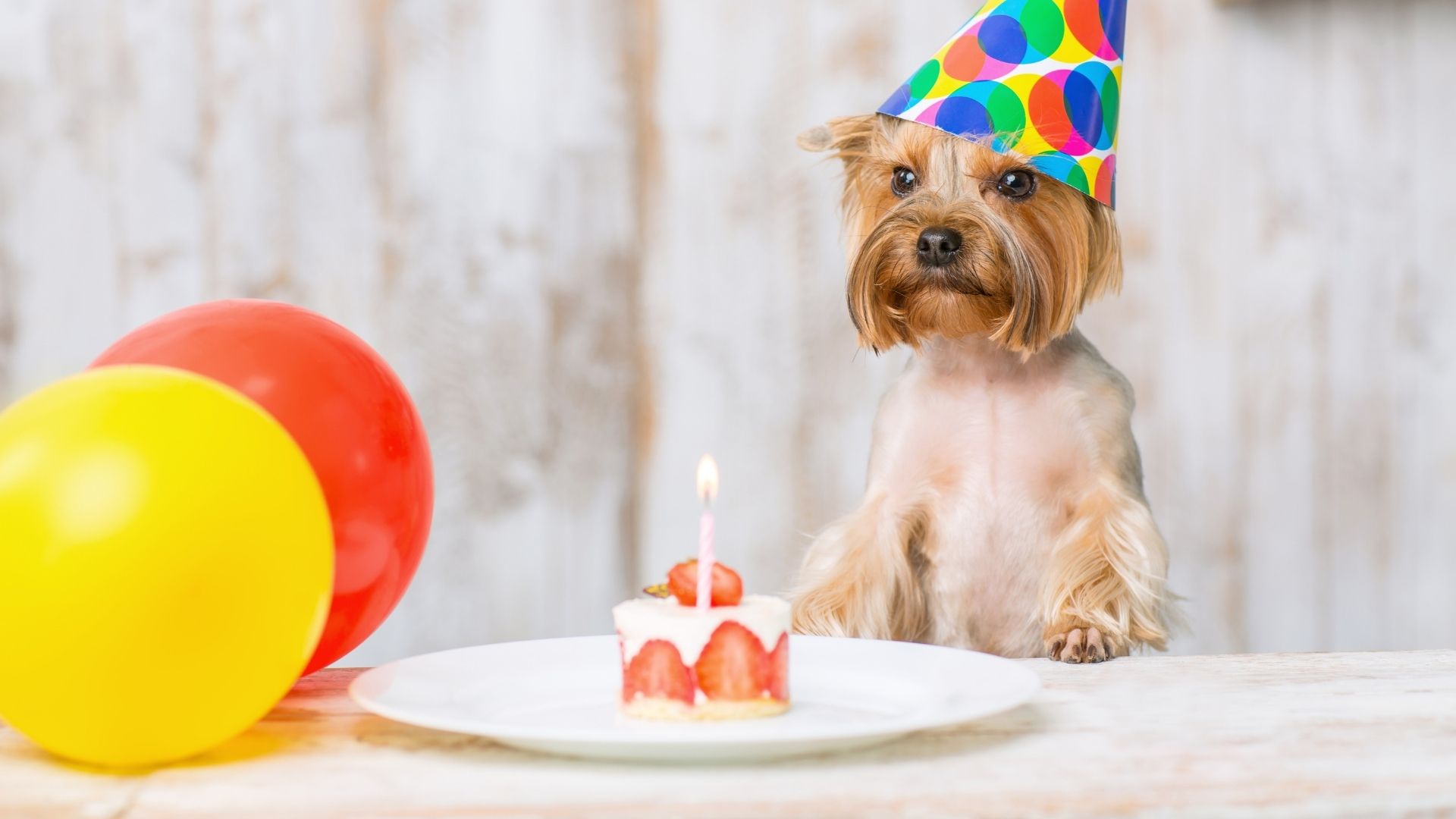 All About Yorkies... Average Lifespan Of A Yorkshire Terrier