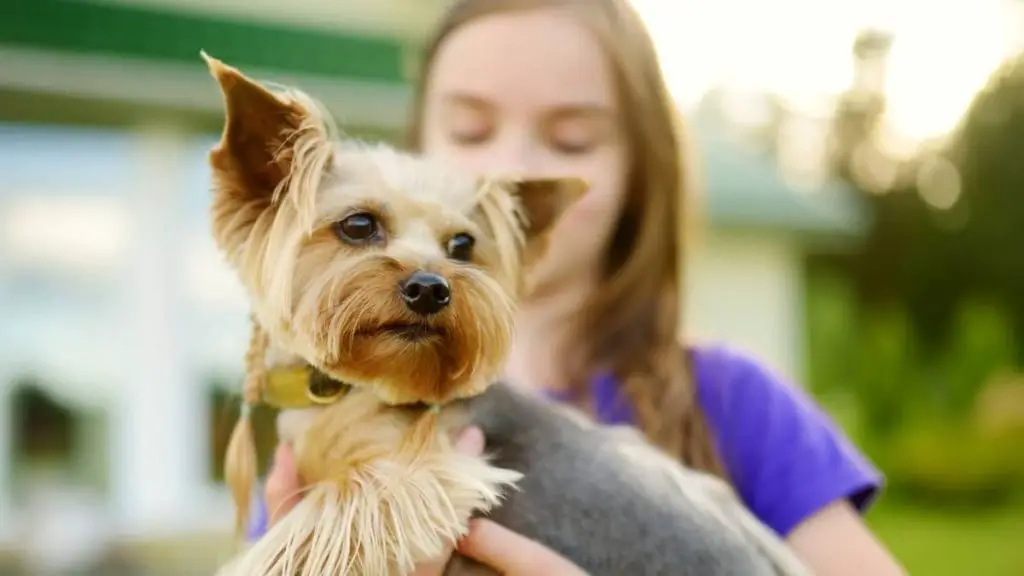 How Long Is The Average Yorkie Age Span?