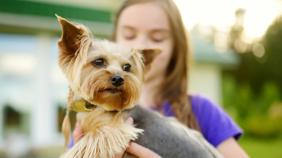 How Long Is The Average Yorkie Age Span