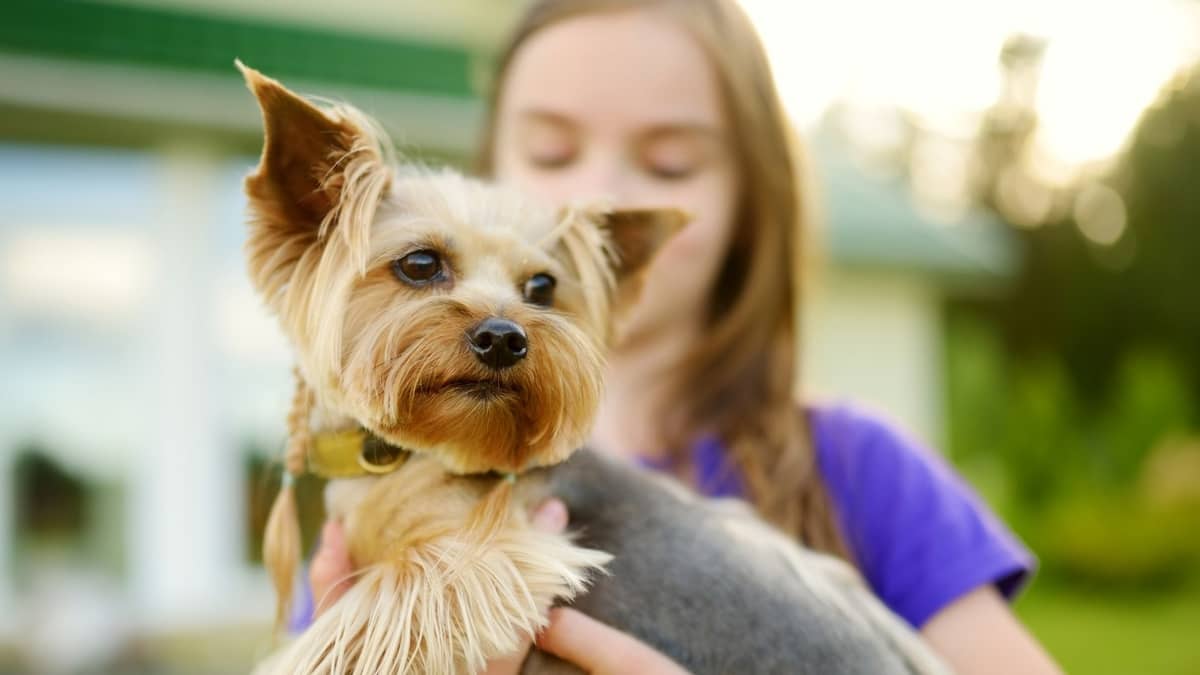 How Long Is The Average Yorkie Age Span 