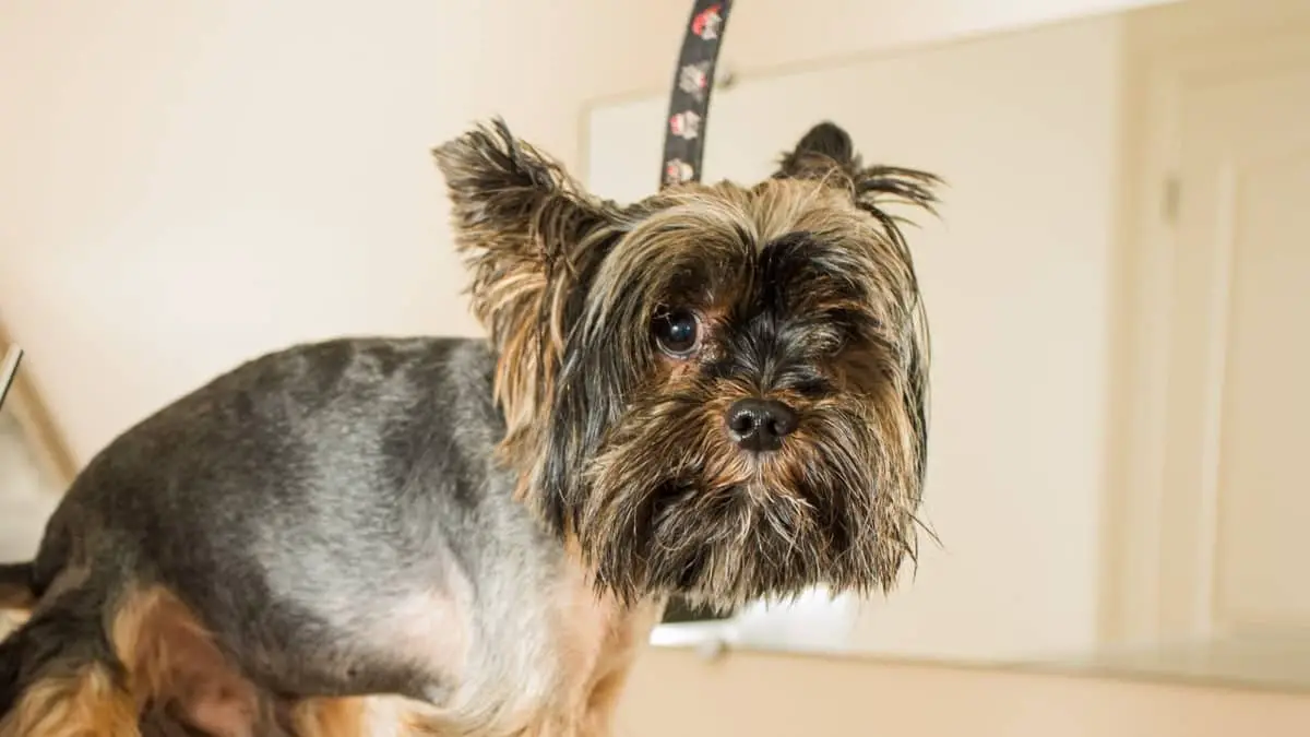 How To Prevent Yorkies Hair Loss