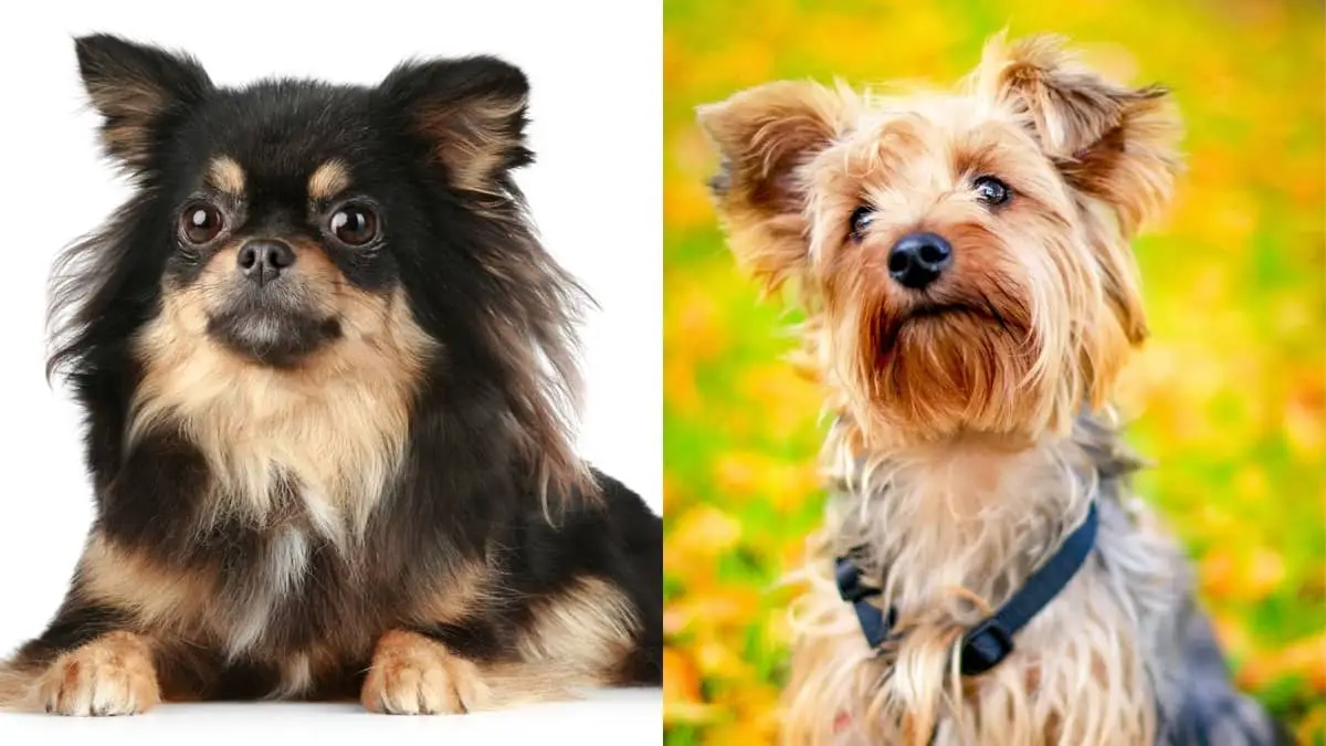 Introducing The Cutie Long Hair Chihuahua Yorkie Mix