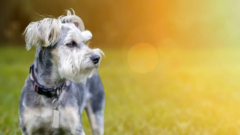 Snorkie Full Grown Weight, Height, And Additional Factors