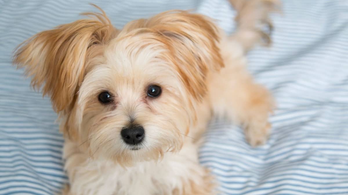 What Is The Average Maltese Yorkie Lifespan You Can Expect