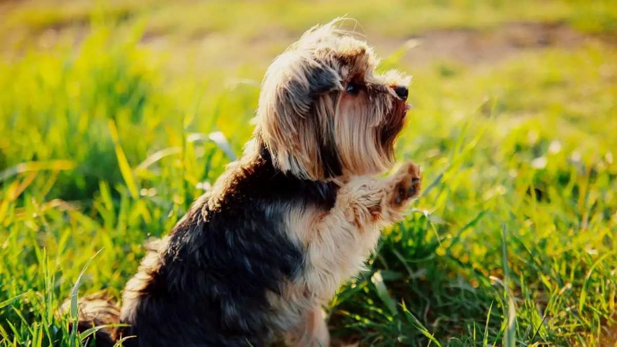 What Is The Lifespan Of A Yorkshire Terrier And How To Extend It