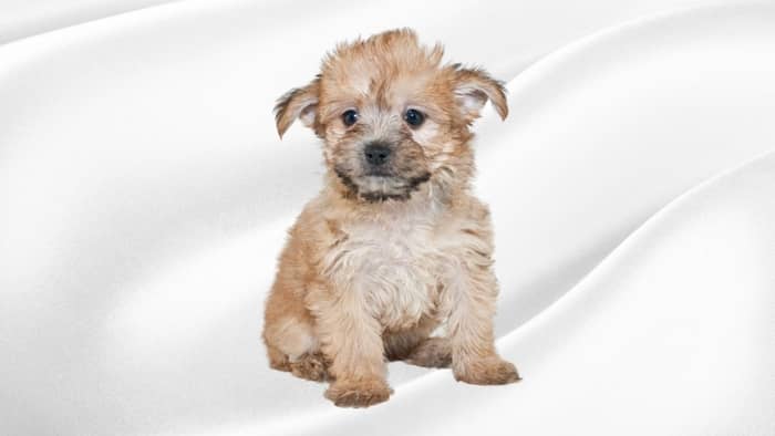  female yorkie names