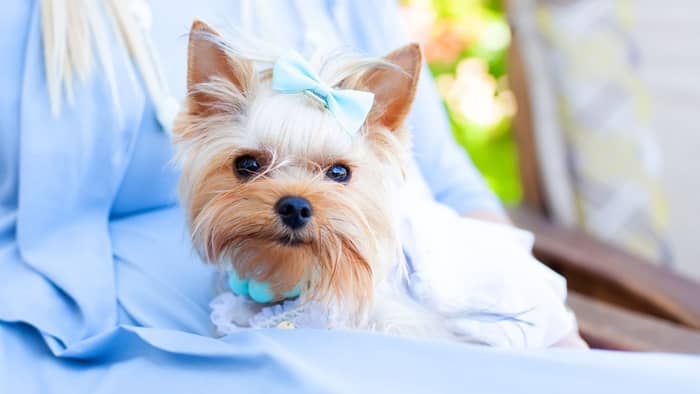  girl dog names for yorkies