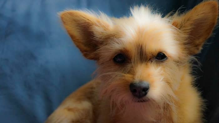  long hair chihuahua yorkie mix