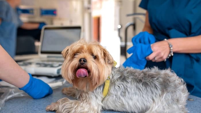  yorkie scratching and losing hair