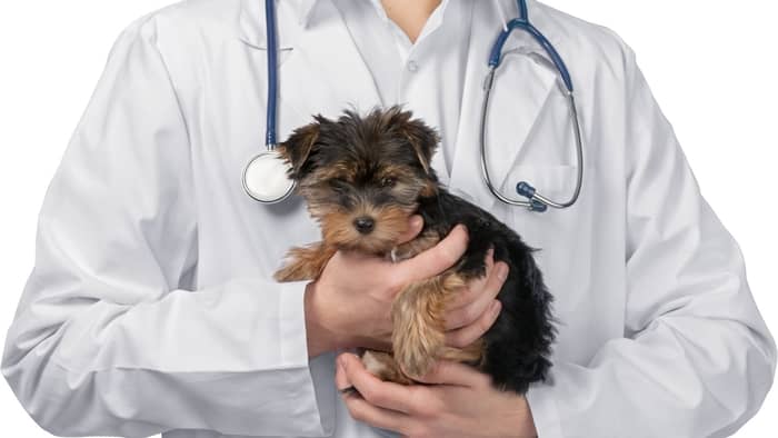  yorkshire terriers life expectancy