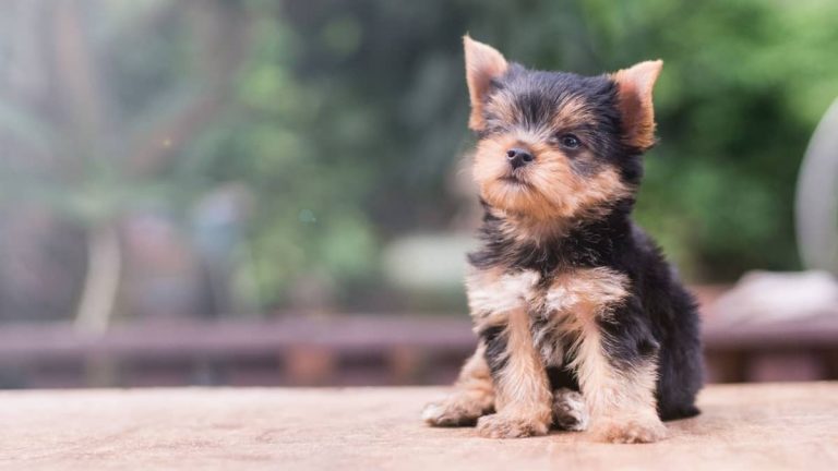 200 Great Tea Cup Yorkie Names For Your Tiny Pup