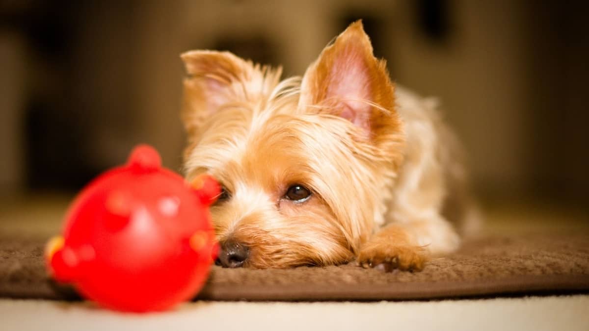 A Guide To The Best Chew Toys For Yorkie Puppies