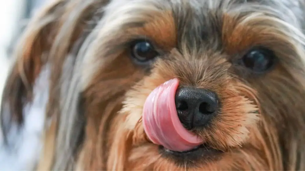 Announcing Best Food For Yorkie Poo Puppy Our Yorkie