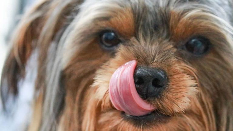 Announcing Best Food For Yorkie Poo Puppy