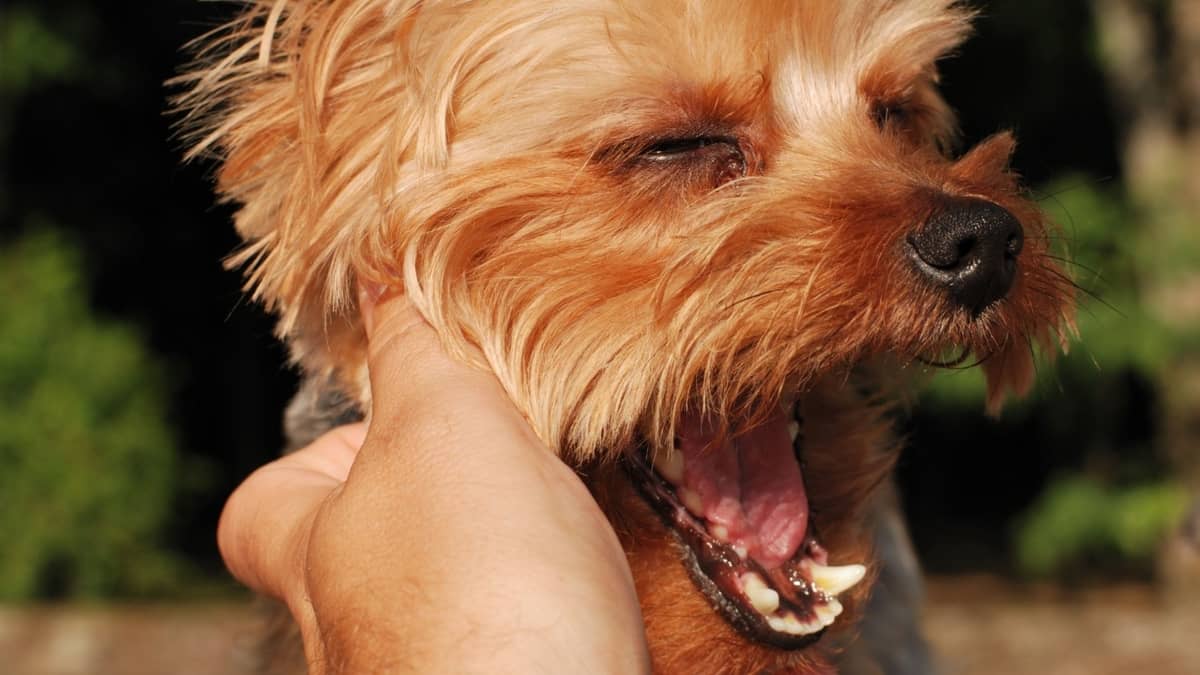 Can Dogs Have Asthma Attacks And What To Do About Them