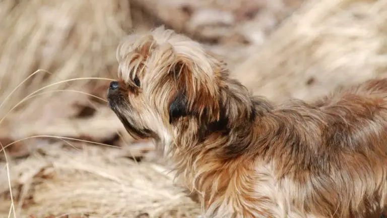 Do Yorkiepoos Shed... A Detailed Guide On Yorkiepoo Shedding