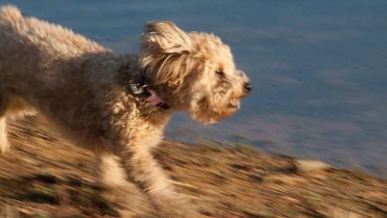 How Long Does Yorkie Poo Live... The Lifespan Of Yorkie Poo... The Lifespan Of Yorkie Poo