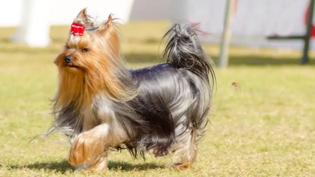 How Much Do Yorkie Dogs Cost? Our Yorkie