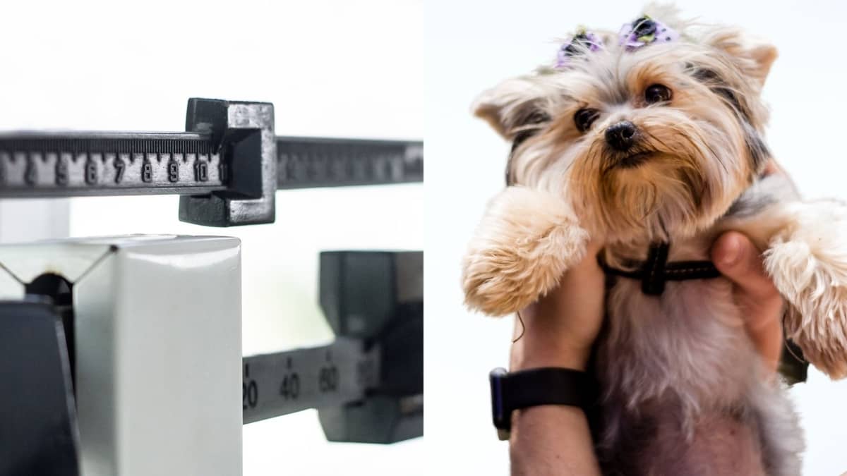 How Much Do Yorkies Weight