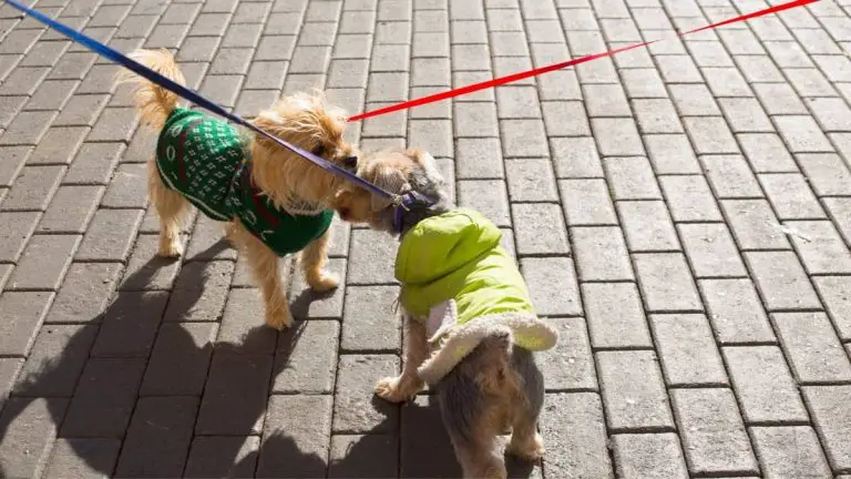 How Often Do Yorkies Go Into Heat