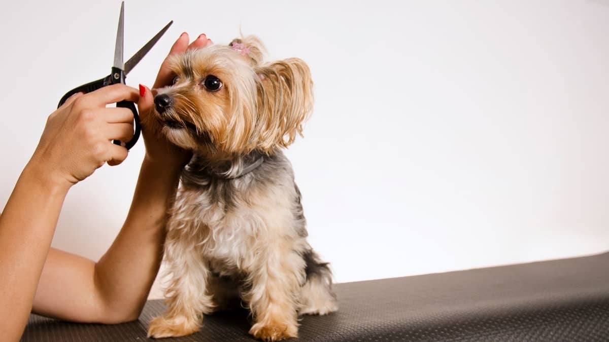 How To Give A Yorkie A Puppy Cut