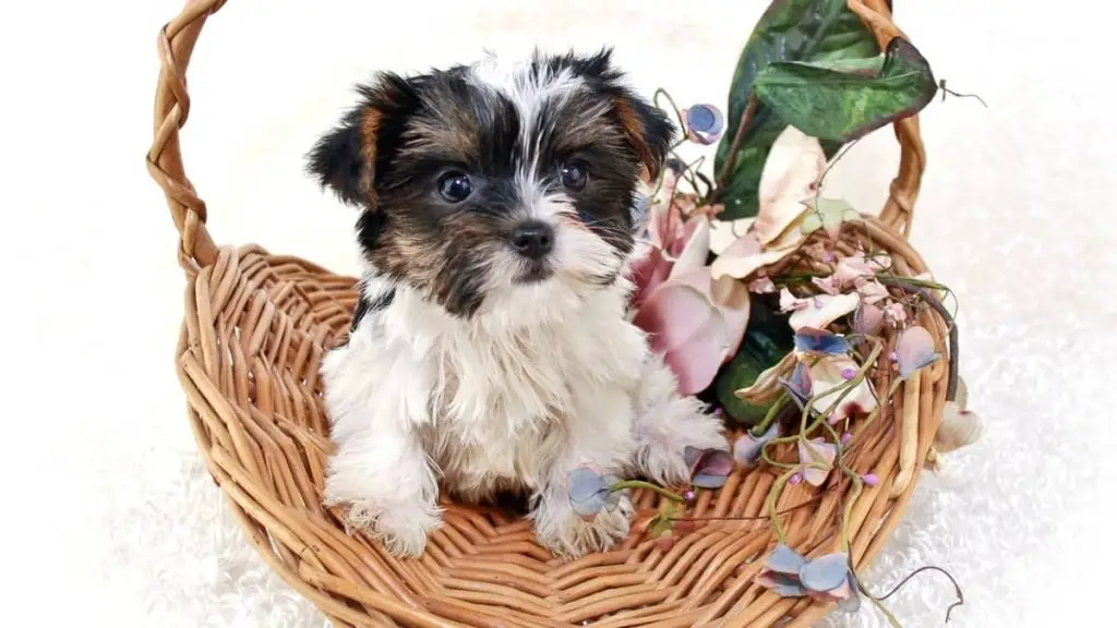 Introducing Some Parti Yorkies Information Our Yorkie