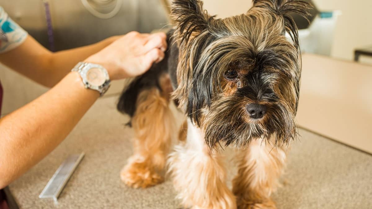 Introducing The Best Flea Treatment For Yorkies