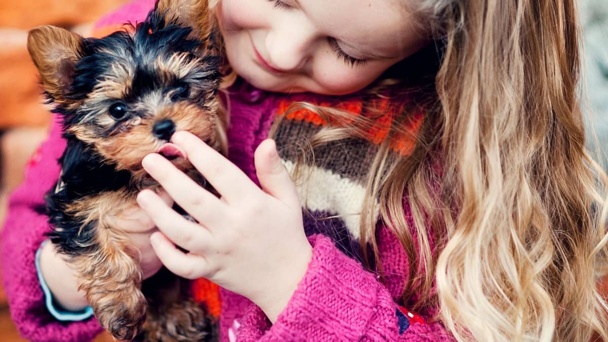 Ultimate Guide To Taking Care Of A Yorkie Puppy