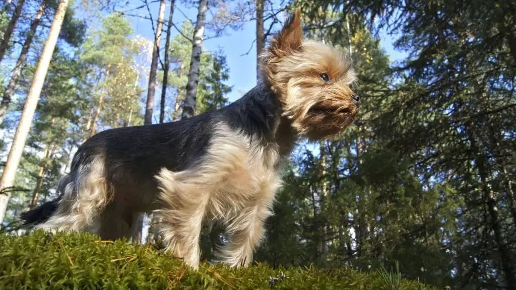 When Does A Yorkie Reach Full Size? Our Yorkie