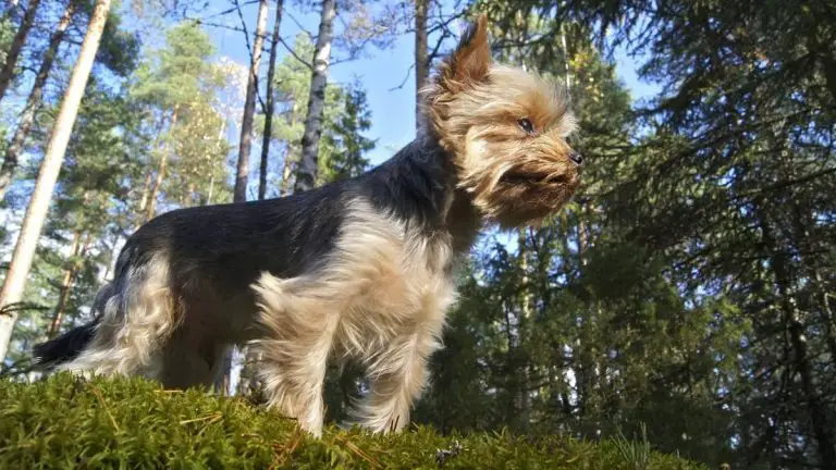 When Does A Yorkie Reach Full Size