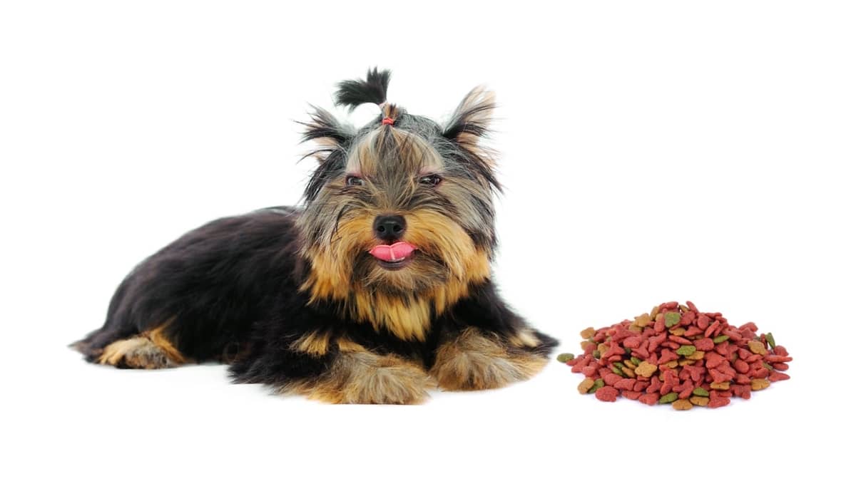 Yorkie Food Allergy...Symptoms and Prevention
