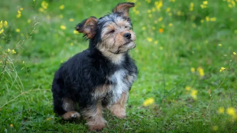 Yorkies Potty Training Problems And What To Do About Them