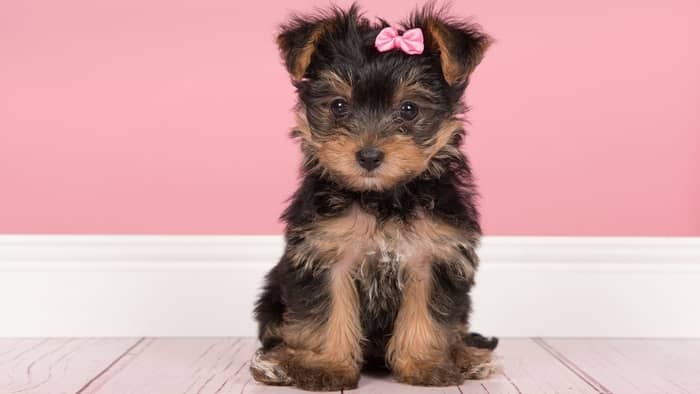  average price for yorkie puppies