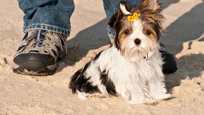  parti color yorkies