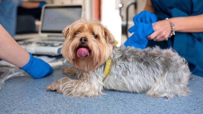 spaying a yorkie