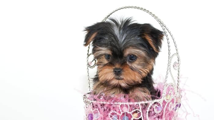  teacup yorkie names female