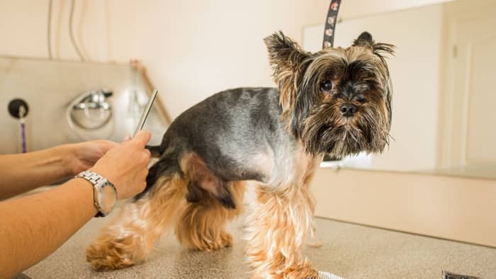  yorkie hair cutting