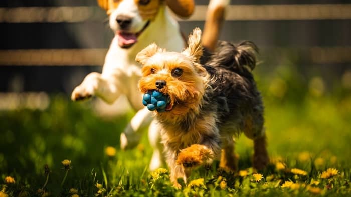  yorkie toys and accessories