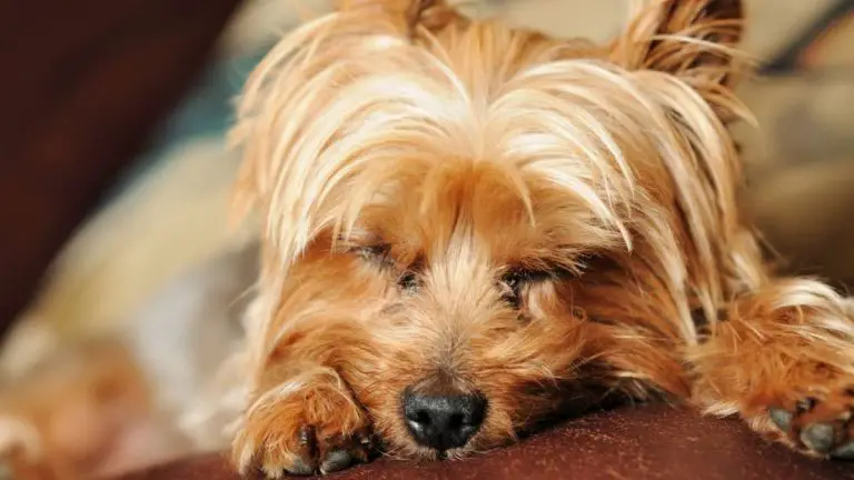 Amazing Facts About Yorkies Sleeping Habit