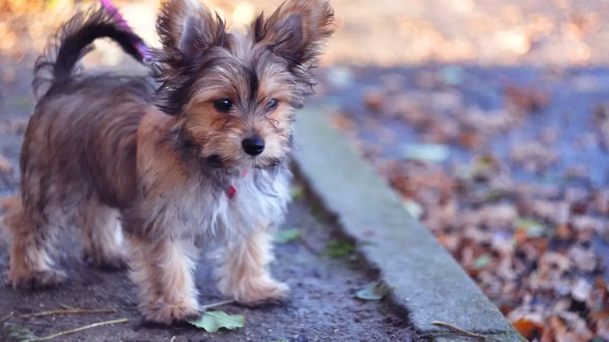 Announcing Yorkie and Chihuahua Mix Price - Our Yorkie