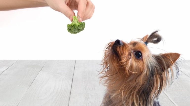 Can Yorkies Eat Broccoli