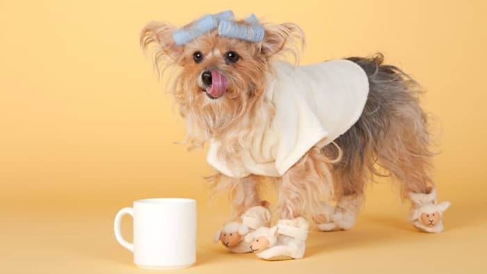 Do Yorkies Like To Wear Clothes