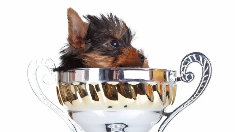 How Big Would Toy Yorkie Full Grown Reach