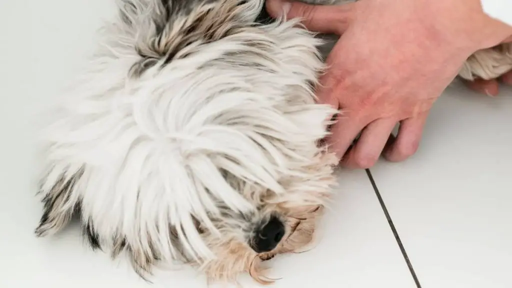 Introducing A Guide To Yorkies and Seizures Our Yorkie