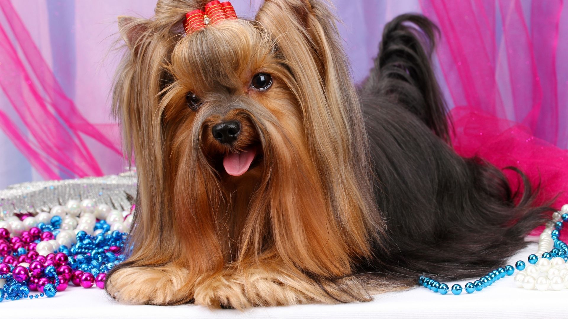 Introducing Different Yorkie Hair Types..Grooming and Hairstyles