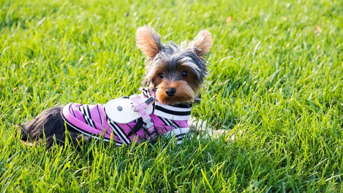 Introducing The Best Yorkie Clothes For Females