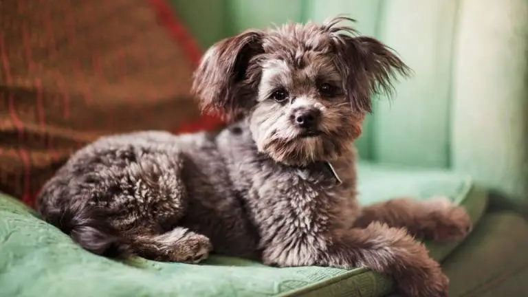 Is Yorkie Poo Hypoallergenic