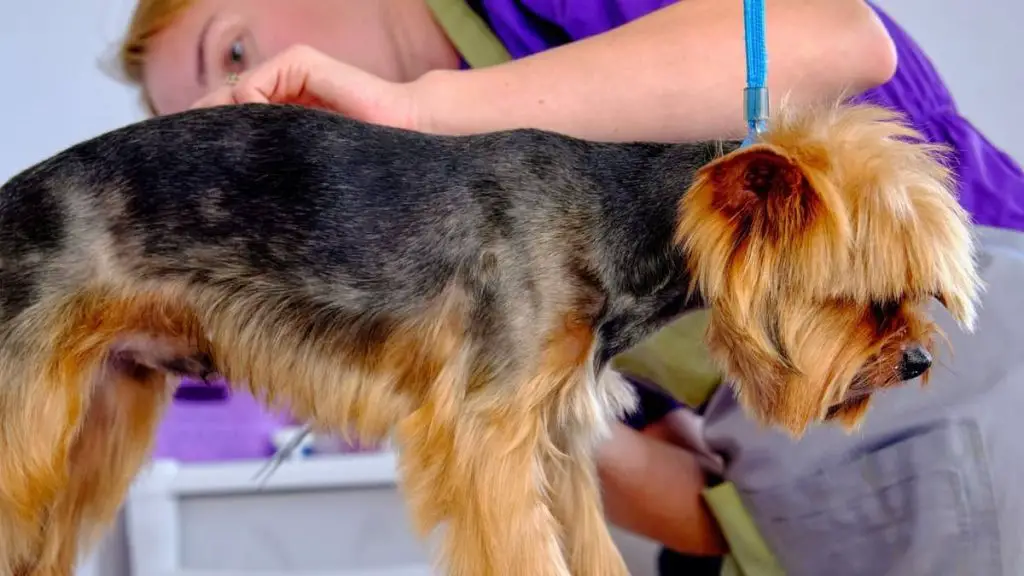 Quick Information On Yorkie Skin Diseasesigns And Treatment Our Yorkie