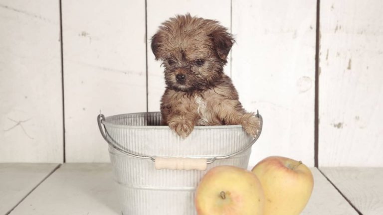 Toy Yorkie Life Span...How Long Do They Live